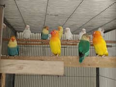 Lovebirds /albino / cremeeno/ parblue/lutino/split