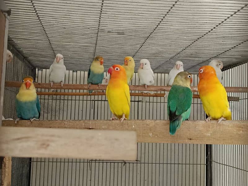 Lovebirds /albino / cremeeno/ parblue/lutino/split 1