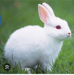 Fresh rabbit meet availabale