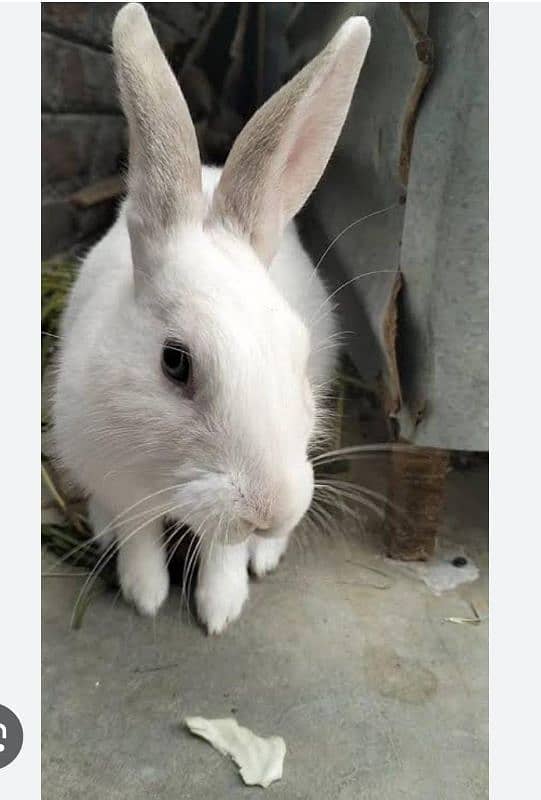 Fresh rabbit meet availabale 1