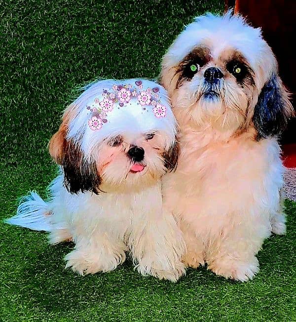 Exclusive Shihtzu puppies 11