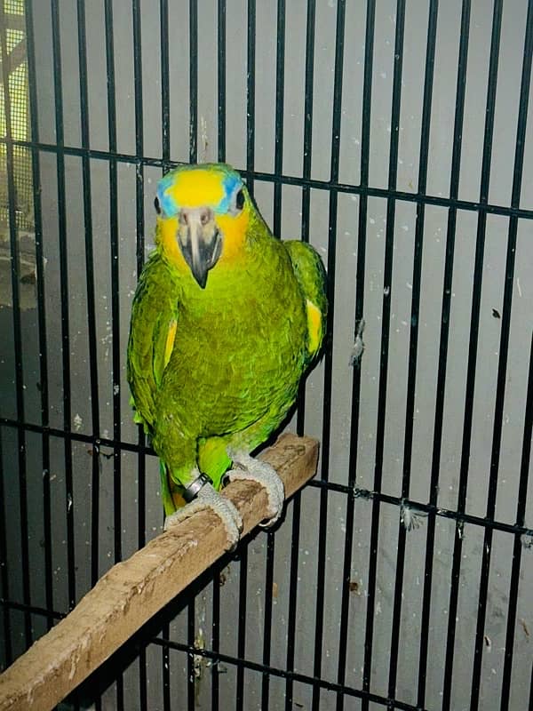 orange wings Amazon parrot / breeder male bird 0