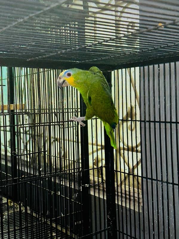 orange wings Amazon parrot / breeder male bird 1