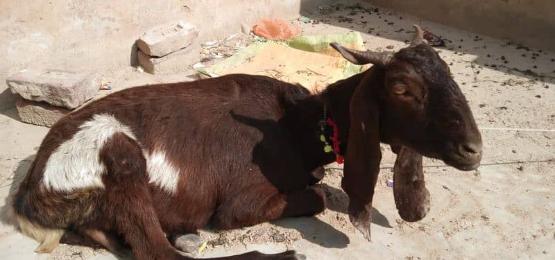 bakri for sale 1