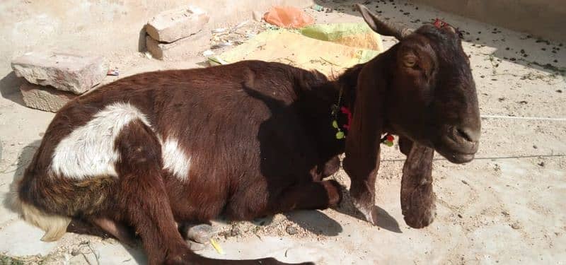 bakri for sale 6