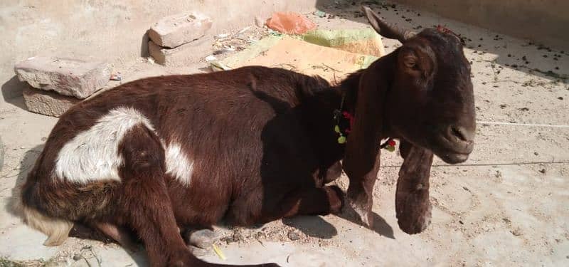 bakri for sale 7