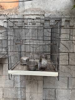 raw parrot box cage