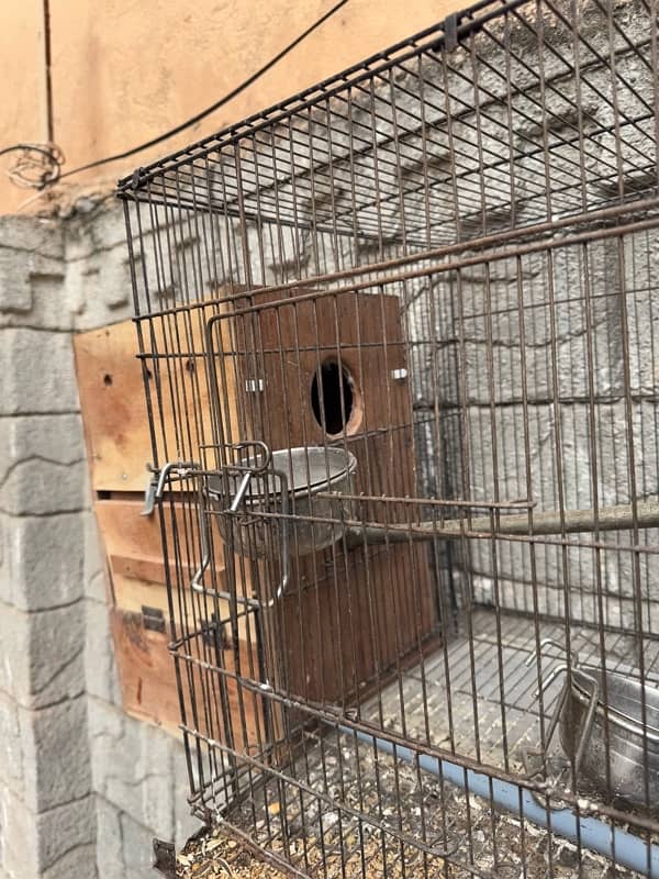 raw parrot box cage 1