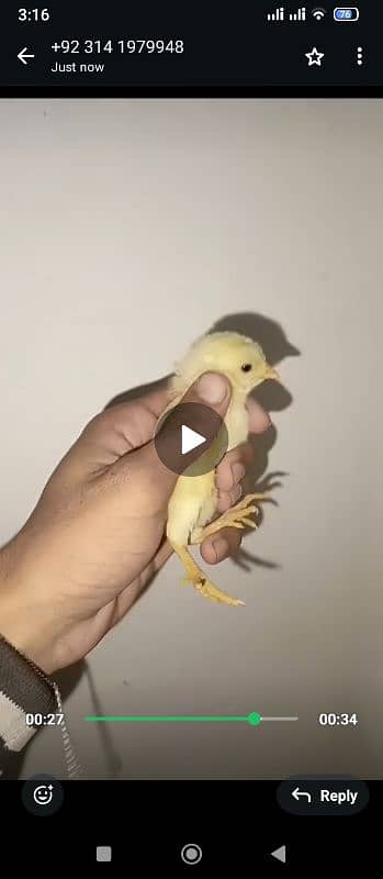 top class aseel chicks for sale healthy and active 0