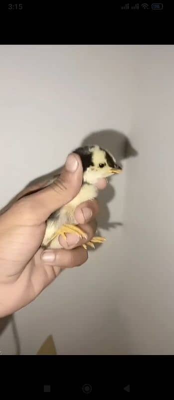 top class aseel chicks for sale healthy and active 3