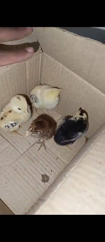 top class aseel chicks for sale healthy and active 4