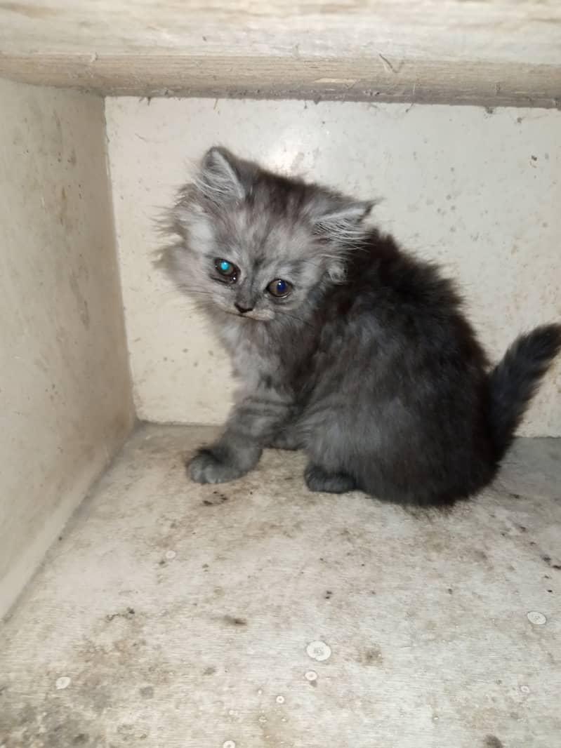 Persian Grey Triple Coated Kitten for Sale 0