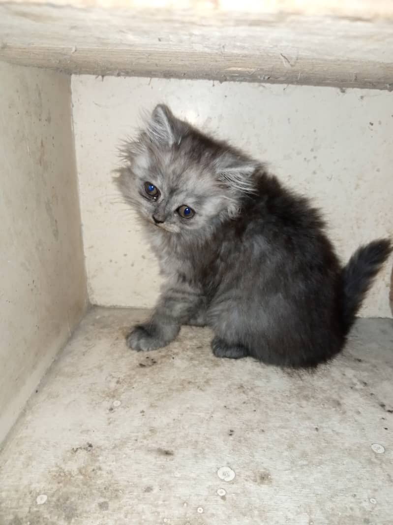 Persian Grey Triple Coated Kitten for Sale 1