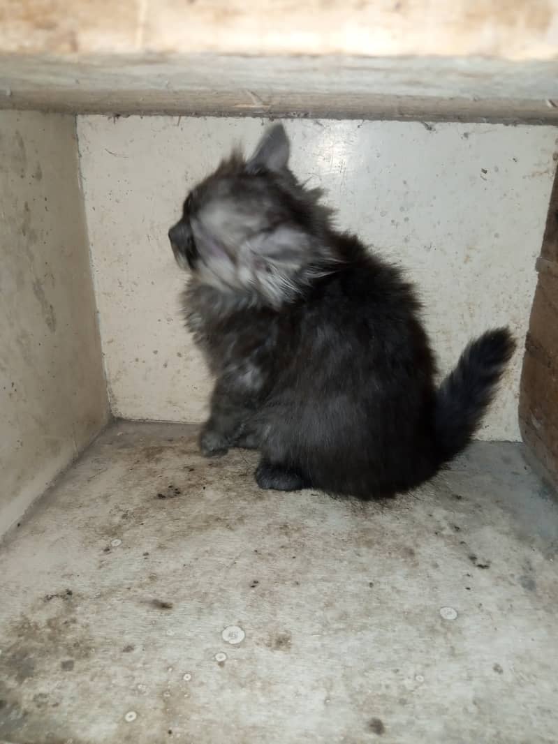 Persian Grey Triple Coated Kitten for Sale 2