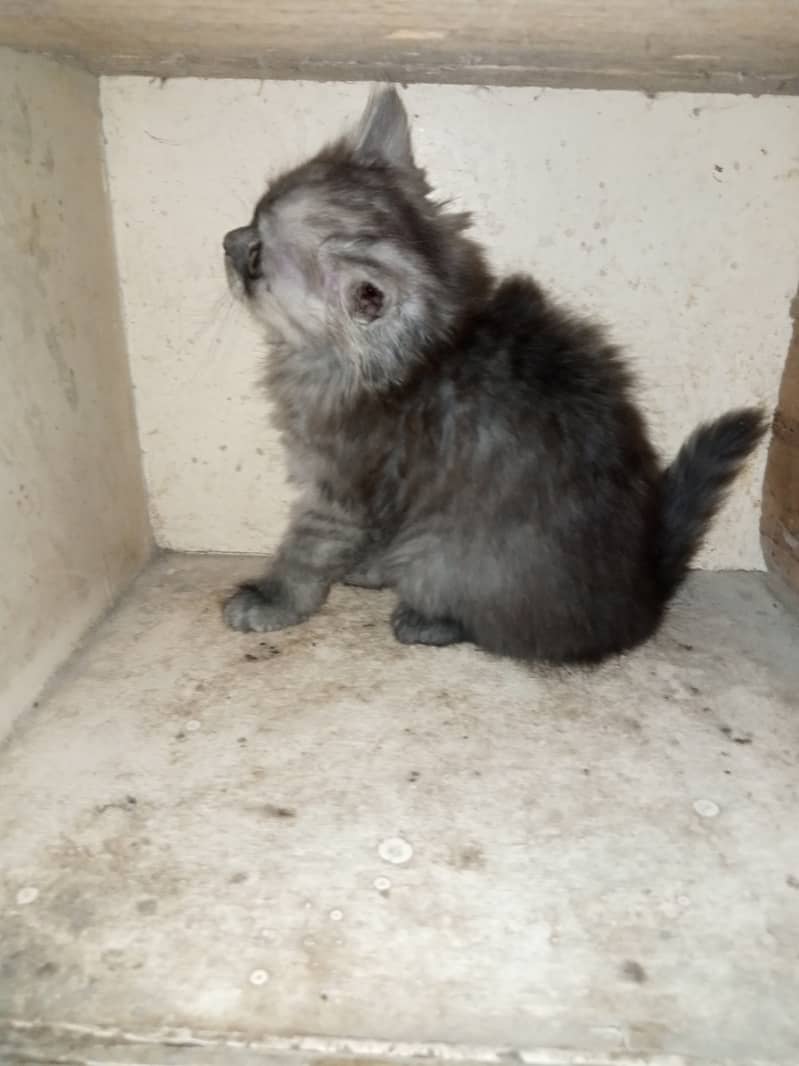 Persian Grey Triple Coated Kitten for Sale 3