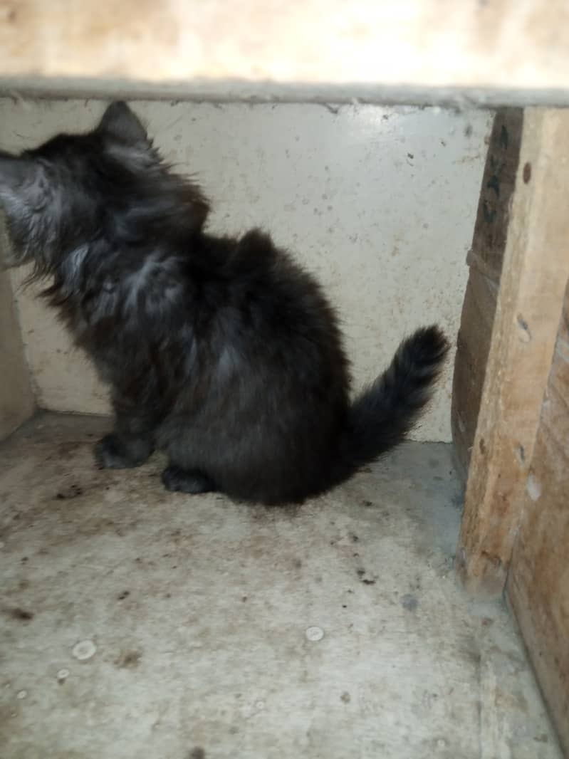 Persian Grey Triple Coated Kitten for Sale 4