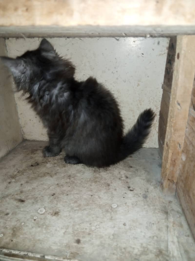 Persian Grey Triple Coated Kitten for Sale 5