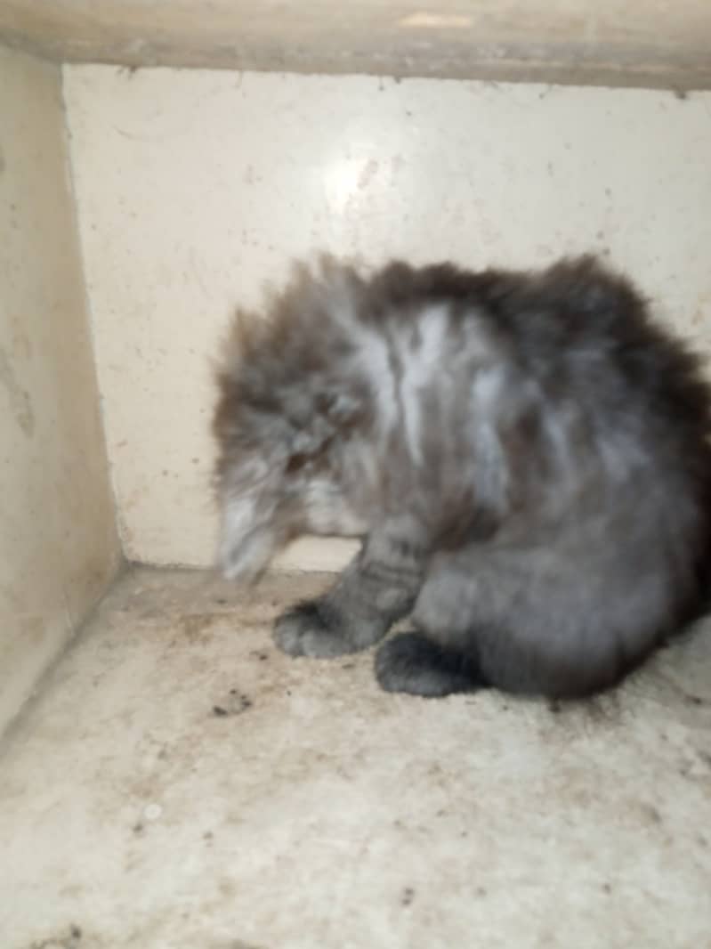 Persian Grey Triple Coated Kitten for Sale 6