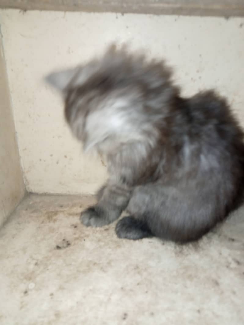 Persian Grey Triple Coated Kitten for Sale 7