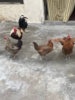 Desi egg laying hen for sale