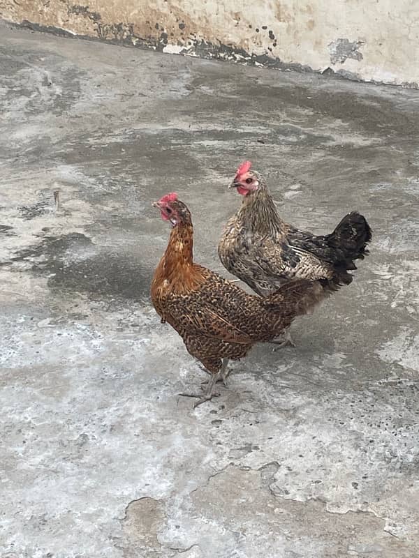 Desi egg laying hen for sale 1