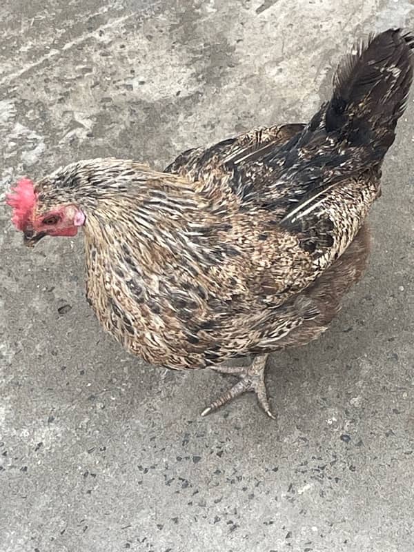 Desi egg laying hen for sale 2