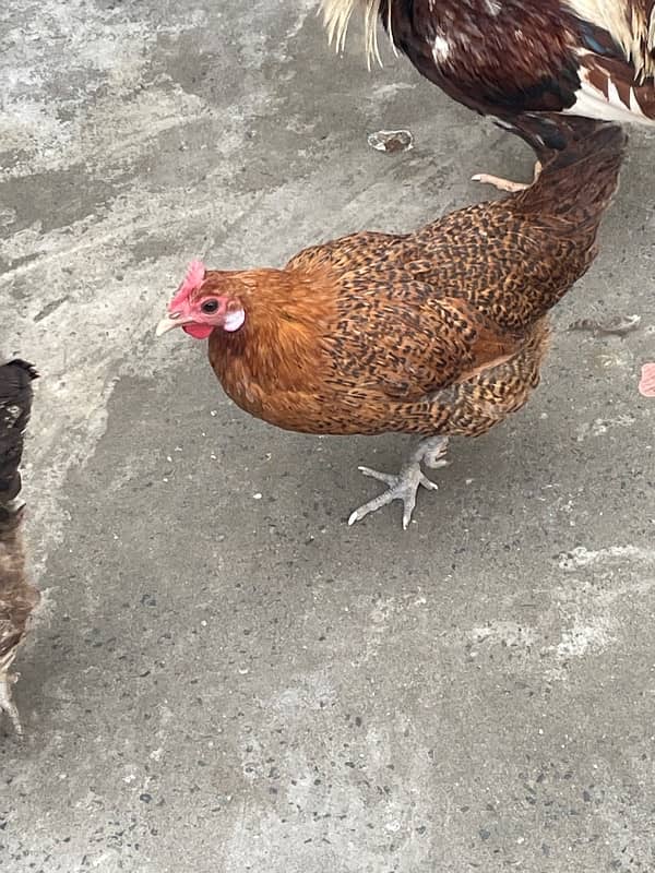 Desi egg laying hen for sale 3