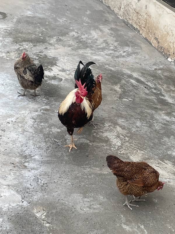 Desi egg laying hen for sale 4