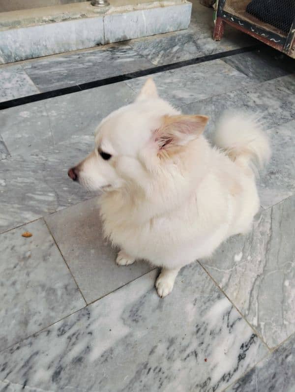 dog with white color furr 1