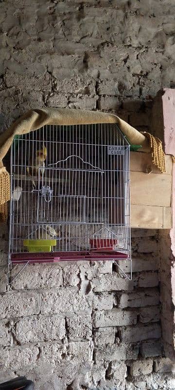 breeder pair hai female tame with cage and nesting box 2