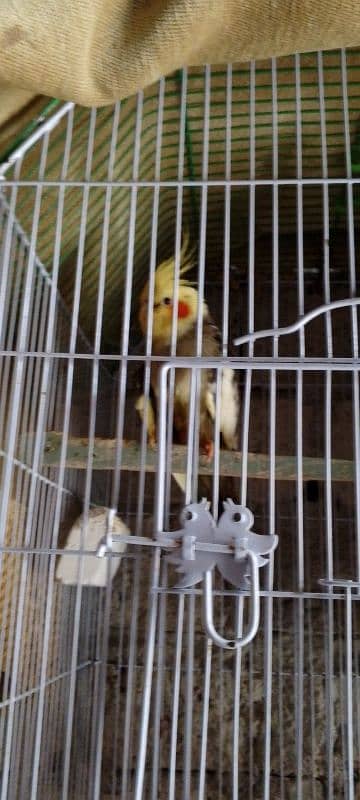 breeder pair hai female tame with cage and nesting box 3