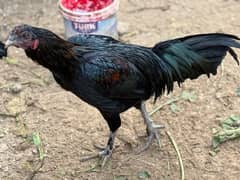 Aseel hens setup for sale age 1 se 2 saal