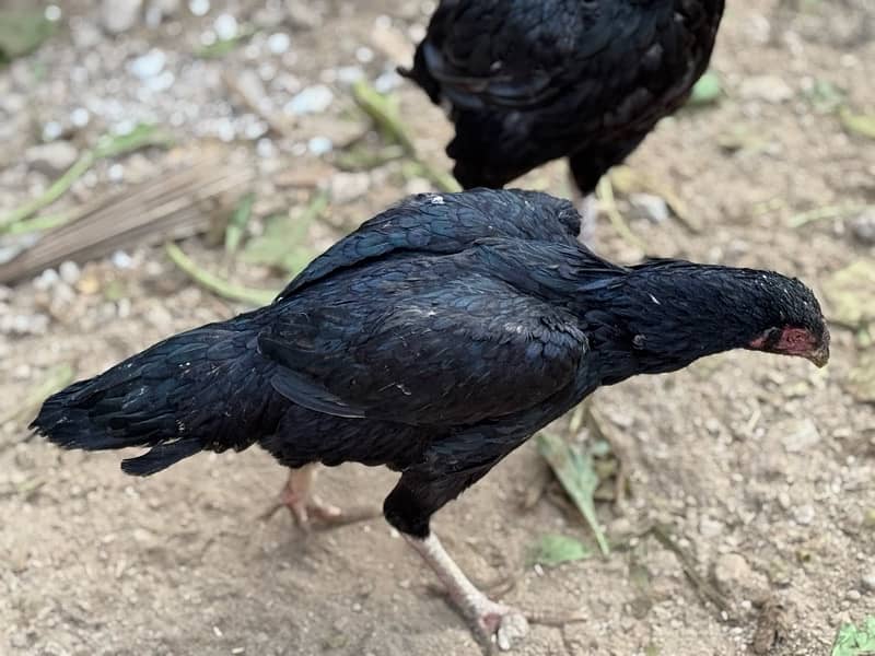 Aseel hens setup for sale 1