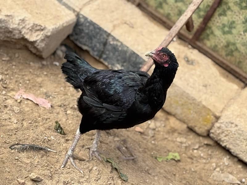 Aseel hens setup for sale 2