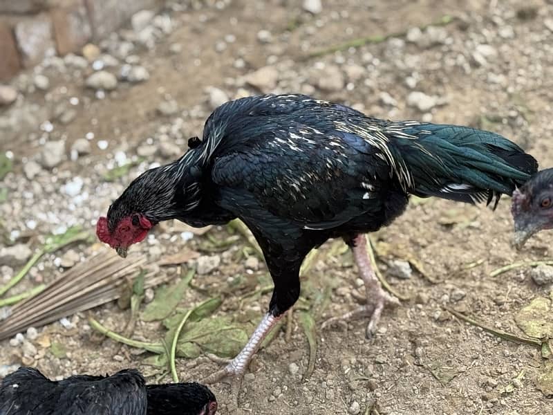 Aseel hens setup for sale 4