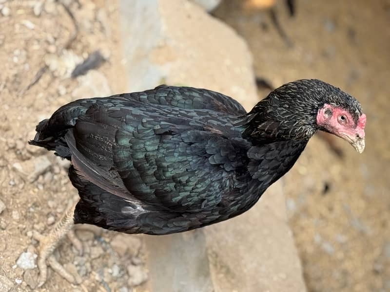 Aseel hens setup for sale 5