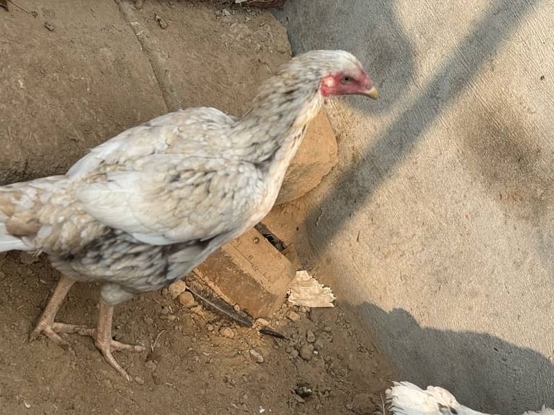 Aseel hens setup for sale 6