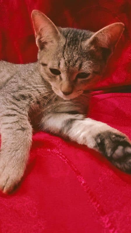 Egyptian Mau Male cat for sale 0