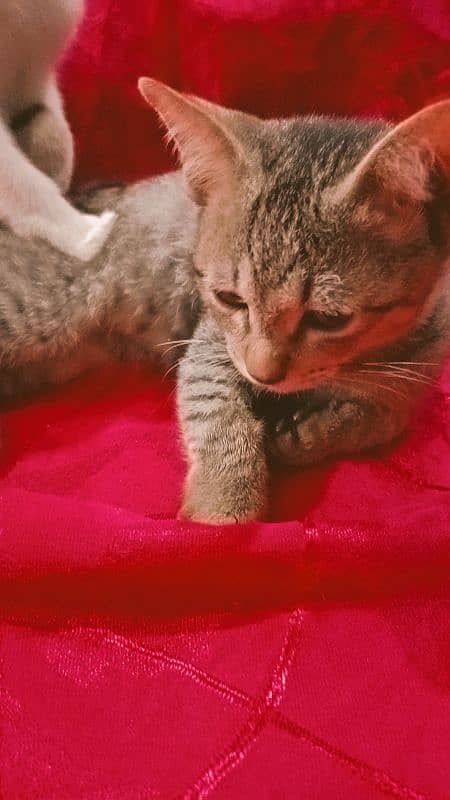 Egyptian Mau Male cat for sale 3