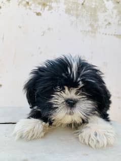 shihtzu female