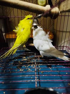 hogoromo red eye breader pair/ albino/budgies