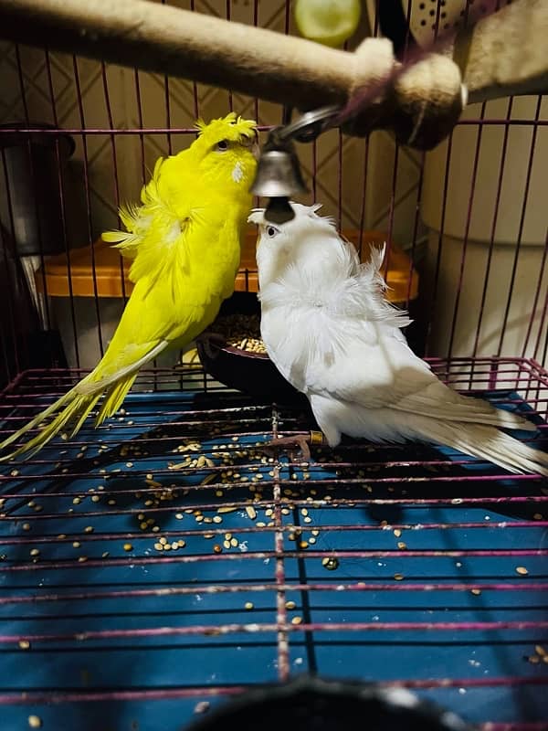 hogoromo red eye breader pair/ albino/budgies 0