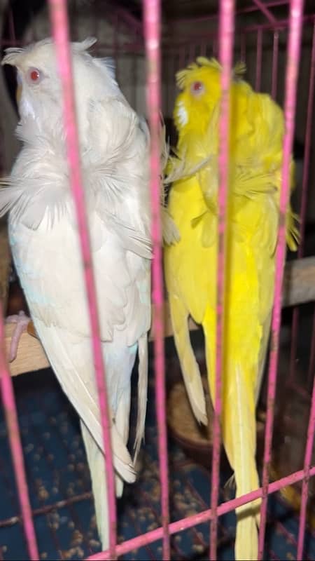 hogoromo red eye breader pair/ albino/budgies 1