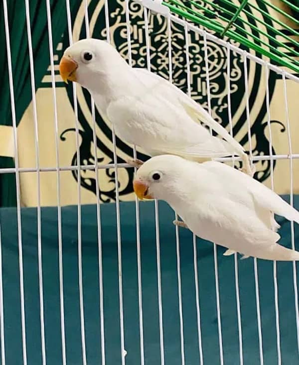 hogoromo red eye breader pair/ albino/budgies 2