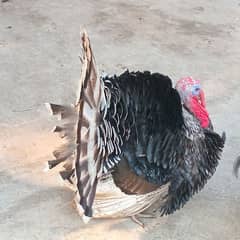 male adult turkey bird