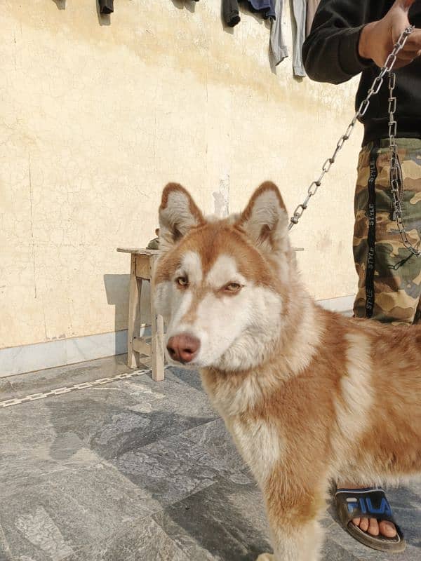 long coat Siberian Husky 7 month male  0317-6540-903 2