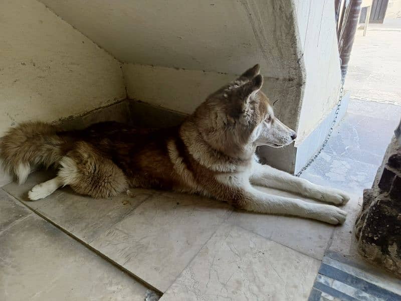 long coat Siberian Husky 7 month male  0317-6540-903 9