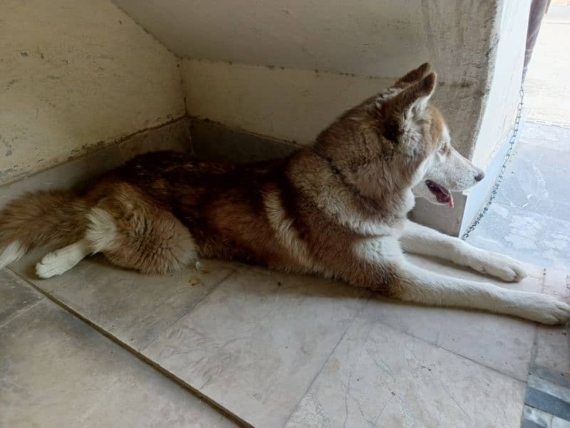 long coat Siberian Husky 7 month male  0317-6540-903 10