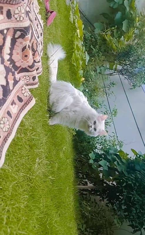 2 years persuan cat for sale 1