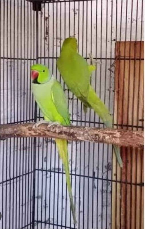 Ringneck breeder pair 2